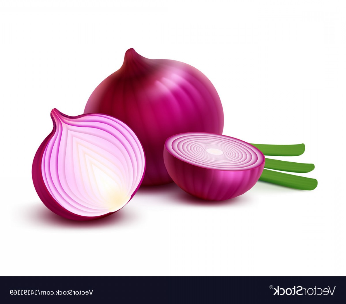 Onion Vector Savoyuptown 1200x1056 Onion Vector Savoyuptown