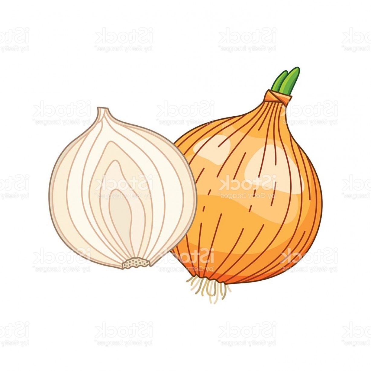 Onion Vector Colored Botanical Illustration Gm Createmepink 1228x1228 Onion Vector Colored Botanical Illustration Gm Createmepink