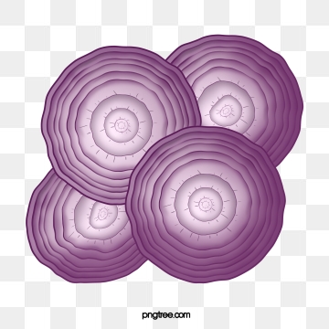 Onion Vector Png, Vector, And Clipart With Transparent 360x360 Onion Vector Png, Vector, And Clipart With Transparent