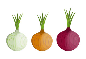 Onion Vector Photos, Royalty Free Images, Graphics, Vectors 350x240 Onion Vector Photos, Royalty Free Images, Graphics, Vectors