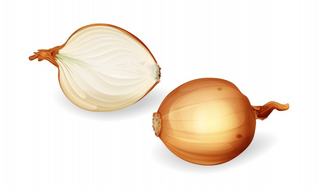 Onion Vectors, Photos And Free Download 626x375 Onion Vectors, Photos And Free Download