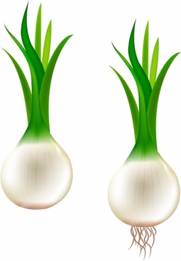 Onion Free Vector Download 255x368 Onion Free Vector Download