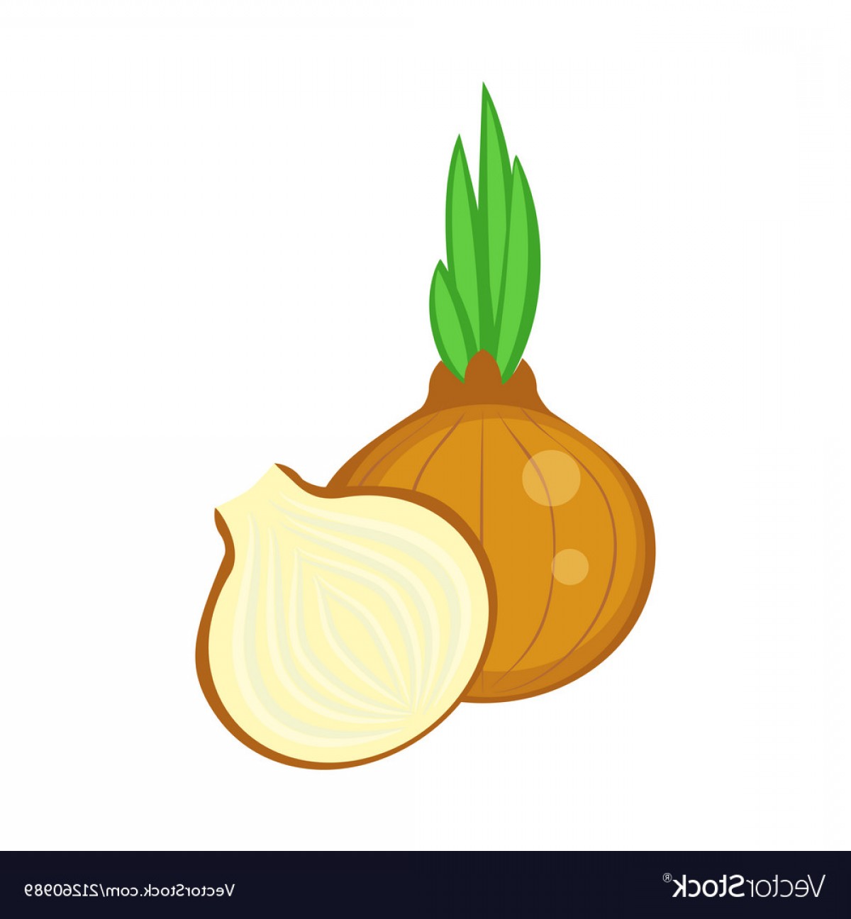 Colorful Whole And Half Onion Vector Savoyuptown 1200x1296 Colorful Whole And Half Onion Vector Savoyuptown