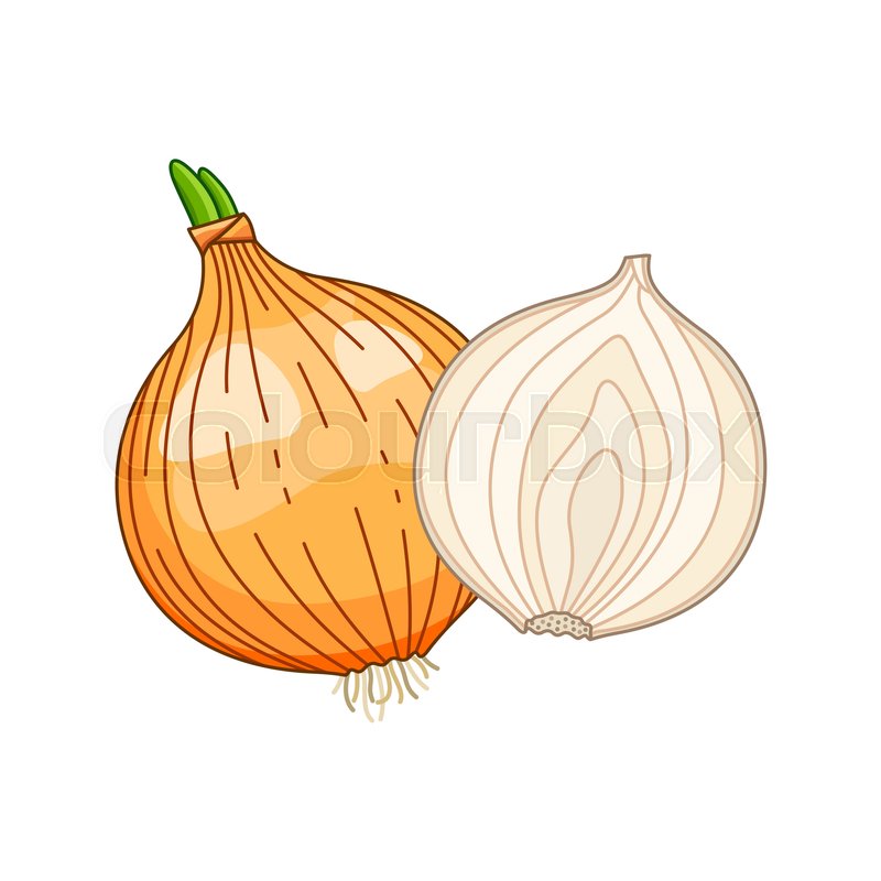 Onion Vector Colored Botanical Stock Vector Colourbox 800x800 Onion Vector Colored Botanical Stock Vector Colourbox