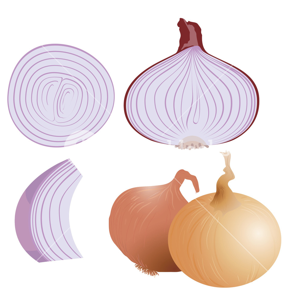 Onion Vector Royalty Free Stock Image 976x1000 Onion Vector Royalty Free Stock Image