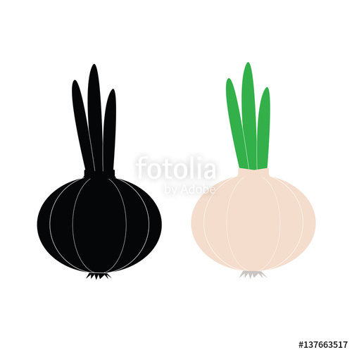 Onions Vector Cartoon Style Icon On A White Background Onion 500x500 Onions Vector Cartoon Style Icon On A White Background Onion