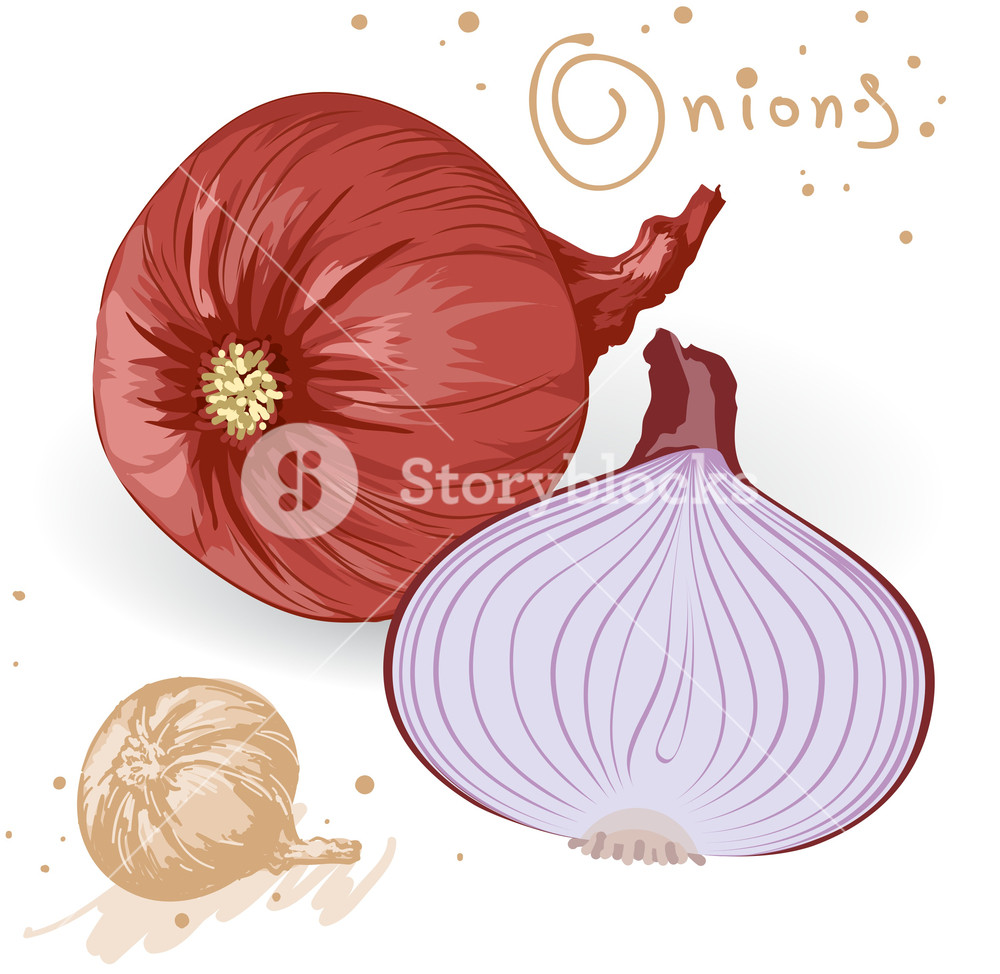 Onions Vector Royalty Free Stock Image 1000x974 Onions Vector Royalty Free Stock Image