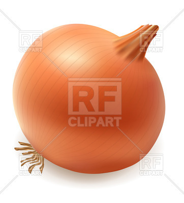 Realistic Onion Vector Image Of Food And Beverages Konturvid 362x400 Realistic Onion Vector Image Of Food And Beverages Konturvid