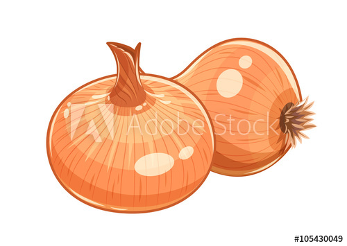 Couple Onion Vector Illustration Isolated White 500x355 Couple Onion Vector Illustration Isolated White