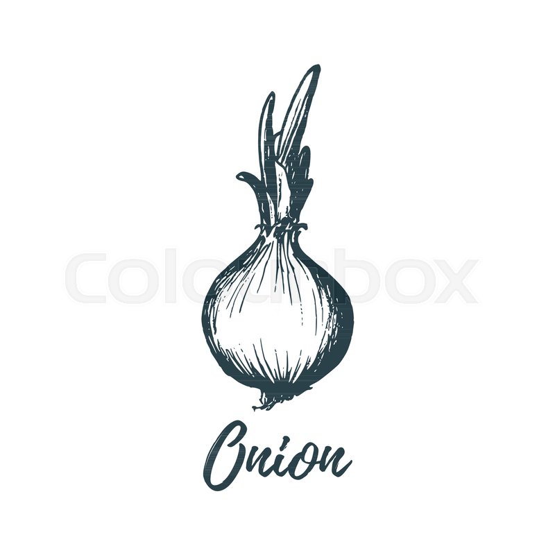 Hand Drawn Onion Vector Illustration Stock Vector Colourbox 800x800 Hand Drawn Onion Vector Illustration Stock Vector Colourbox