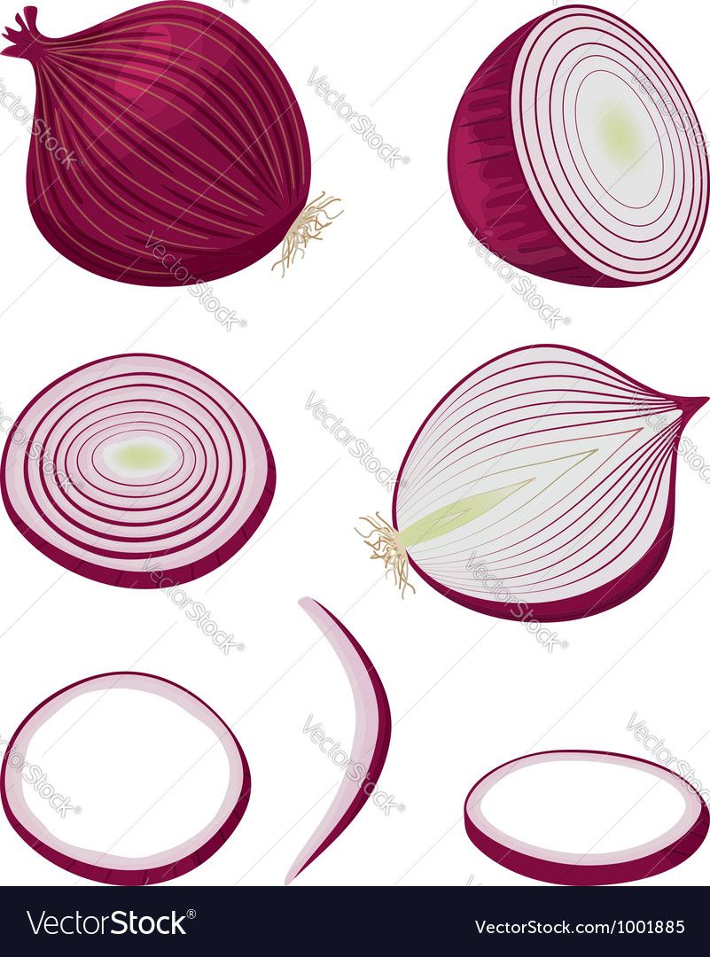Image Result For Onion Vector Advertising Campaign Trees 801x1080 Image Result For Onion Vector Advertising Campaign Trees