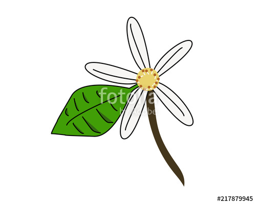 Drawing Of An Orange Blossom, The Flower Of Orange Tree 500x399 Drawing Of An Orange Blossom, The Flower Of Orange Tree