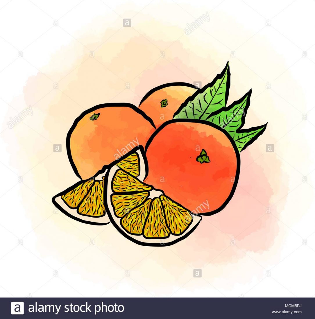 Orange Drawing Easy Agent Blossom Vector Free Ball Anime 1084x1101 Orange Drawing Easy Agent Blossom Vector Free Ball Anime