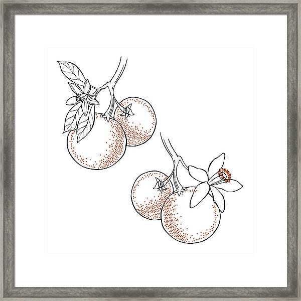 Orange Fruit And Blossom Vector Illustration Of Two Different 600x600 Orange Fruit And Blossom Vector Illustration Of Two Different