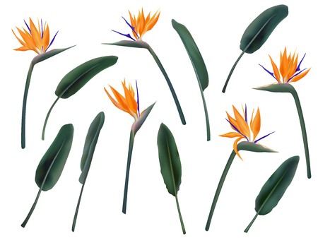 Strelitzia Reginae Flower Vector Illustration Collection Isolated 450x337 Strelitzia Reginae Flower Vector Illustration Collection Isolated
