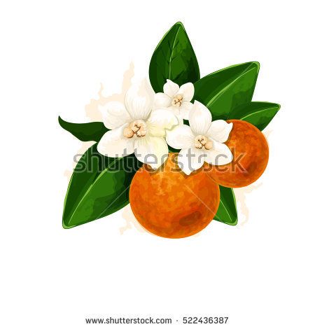 Vector Fleur D'orange Illustration Digital Watercolor Simulation 450x470 Vector Fleur D'orange Illustration Digital Watercolor Simulation
