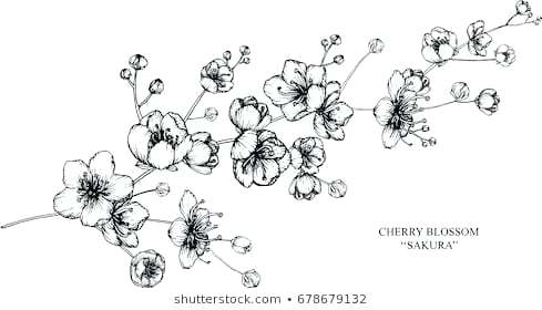 Blossom Drawing 489x280 Blossom Drawing
