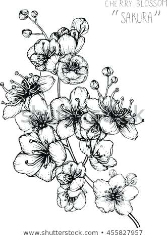 Blossom Drawing Person 331x470 Blossom Drawing Person