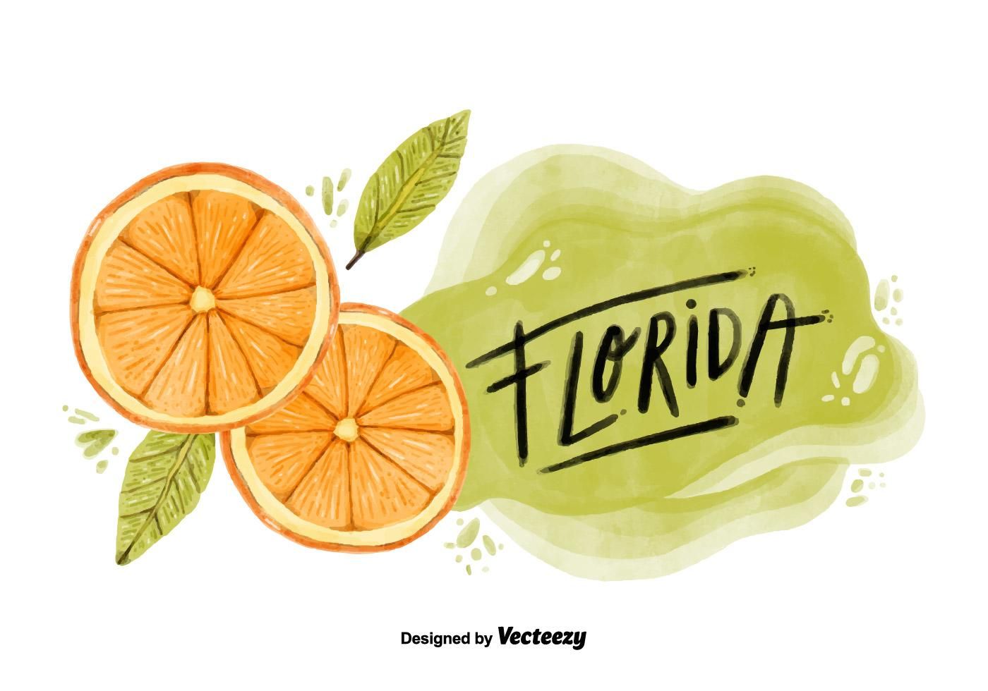 Florida Orange County Watercolor Vector Tang In Florida 1400x980 Florida Orange County Watercolor Vector Tang In Florida