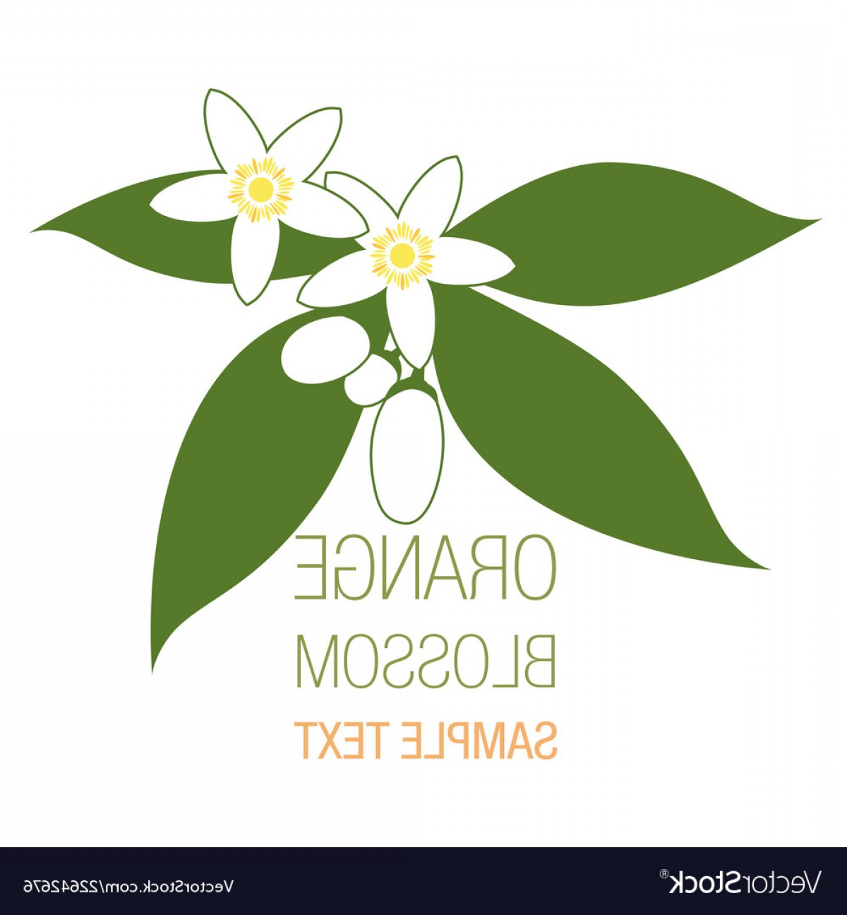 Orange Blossom Flowers With Buds And Leaves Vector Lamaison 1200x1296 Orange Blossom Flowers With Buds And Leaves Vector Lamaison