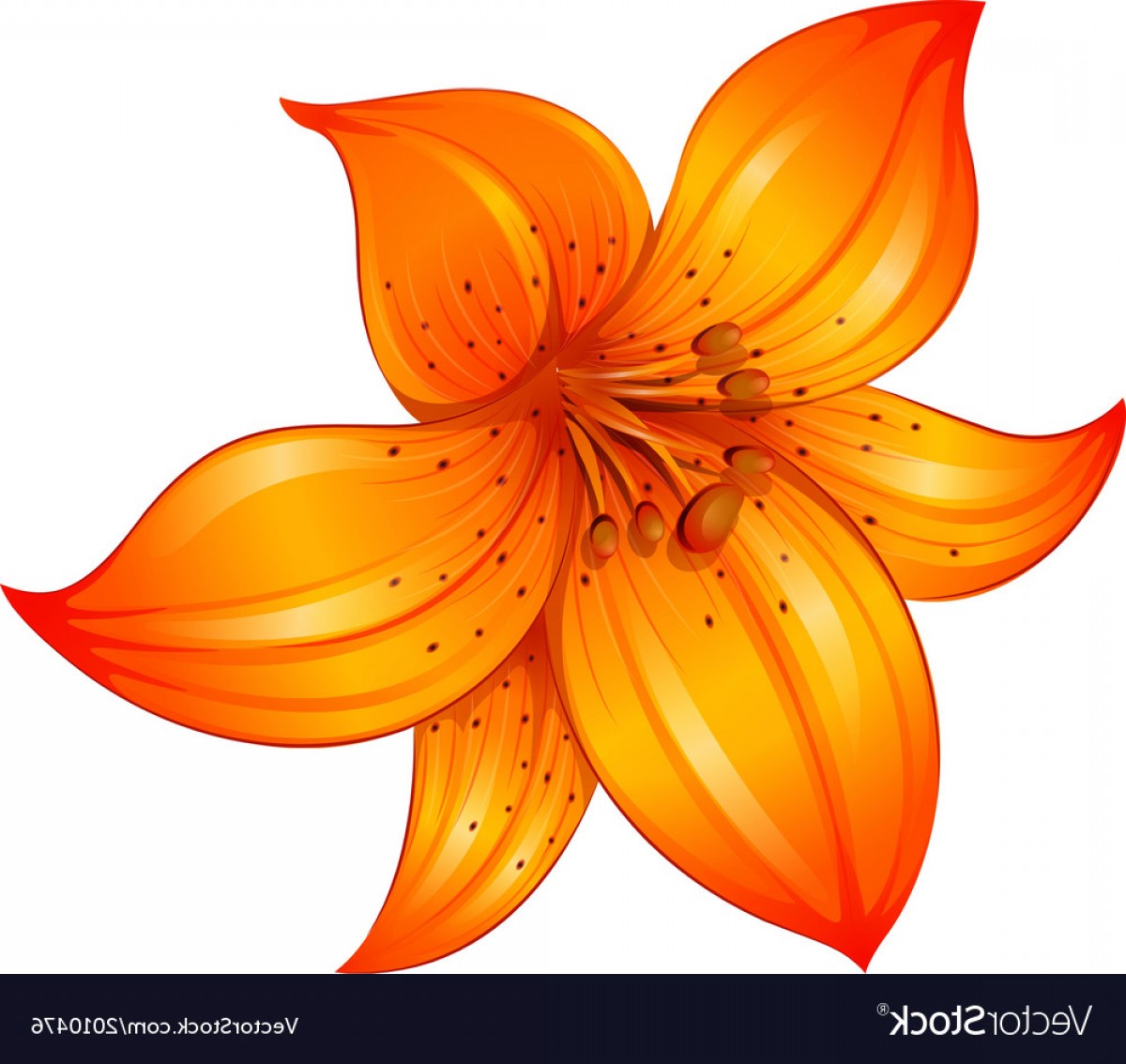 An Orange Lily Flower Vector Lamaison 1200x1134 An Orange Lily Flower Vector Lamaison