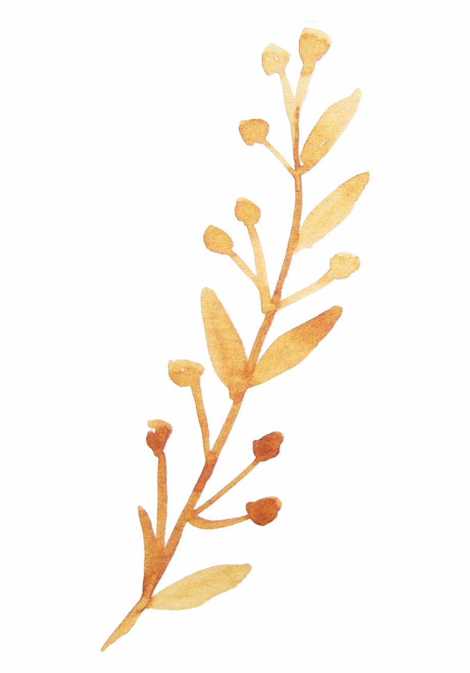 Twig Vector Watercolor 920x1319 Twig Vector Watercolor