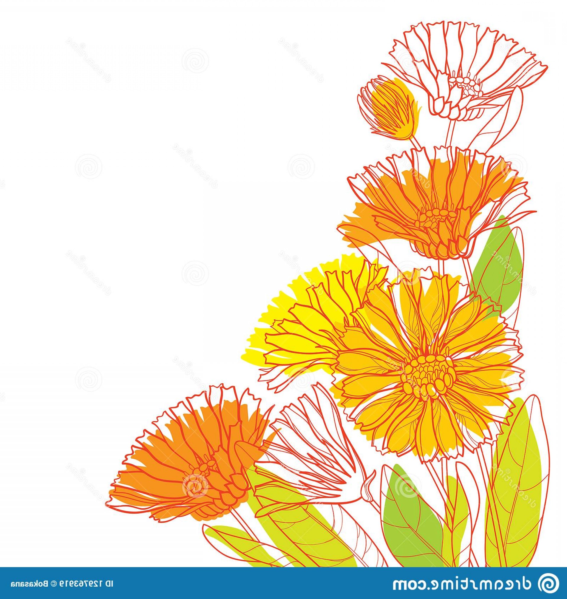 Vector Corner Bouquet Outline Calendula Officinalis Pot Marigold 1920x2028 Vector Corner Bouquet Outline Calendula Officinalis Pot Marigold