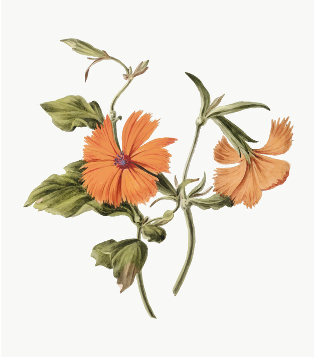Vintage Illustration Of Orange Flower Vector Free Download 626x717 Vintage Illustration Of Orange Flower Vector Free Download
