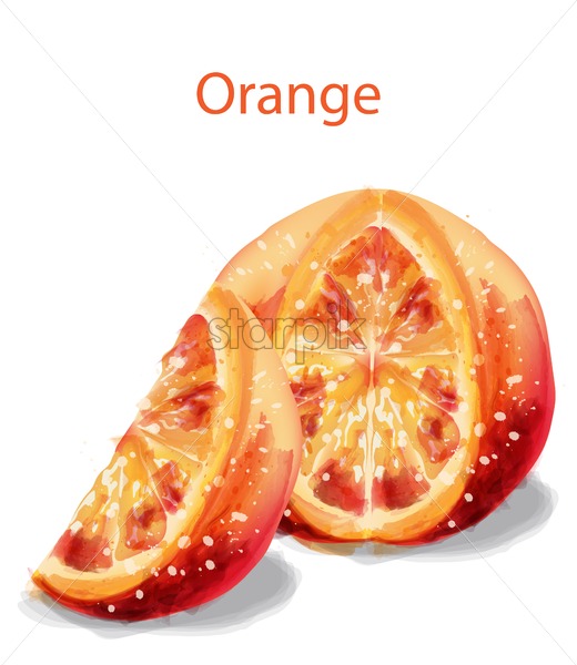520x600 Orange Slice Fruits Vector Watercolor Illustration Isolated