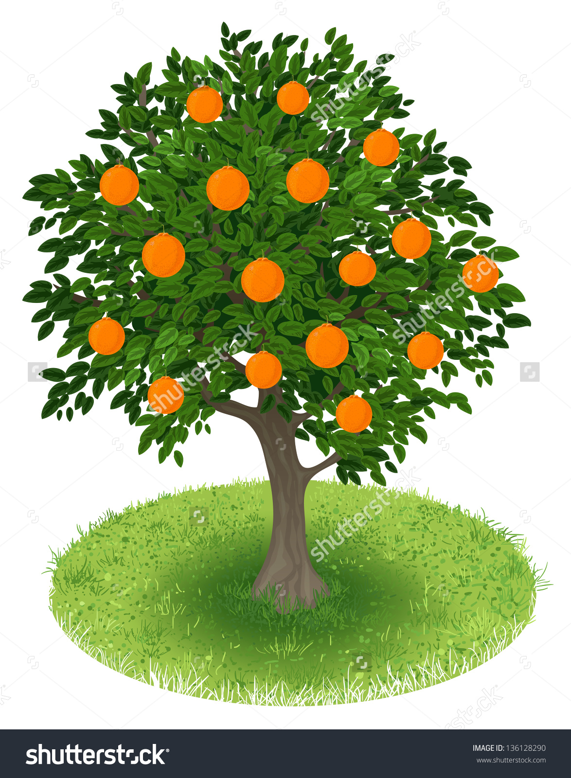 Orange Tree Vector at Collection of Orange Tree