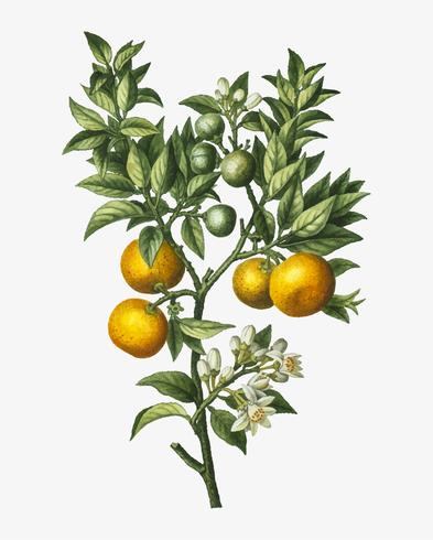 Orange Tree Branch 393x490 Orange Tree Branch