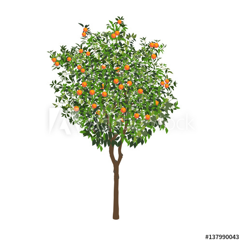 Orange Tree With Fruits And Flowers 500x500 Orange Tree With Fruits And Flowers