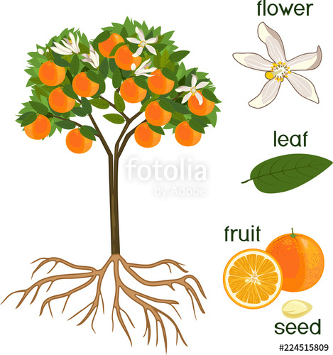 Parts Of Plant Morphology Of Orange Tree With Fruits, Flowers 469x500 Parts Of Plant Morphology Of Orange Tree With Fruits, Flowers