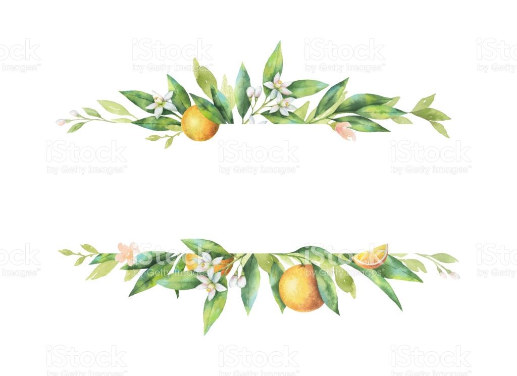 Watercolor Banner Fruit Orange Branch Isolated On White Background 1024x745 Watercolor Banner Fruit Orange Branch Isolated On White Background