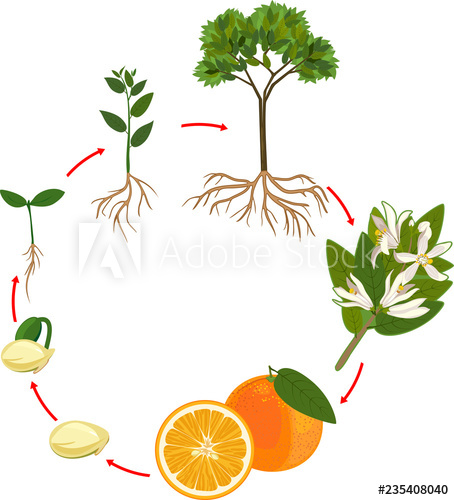 Life Cycle Of Orange Tree Plant Growth Stage 454x500 Life Cycle Of Orange Tree Plant Growth Stage