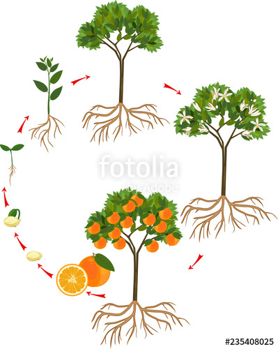 Life Cycle Of Orange Tree Stages Of Growth From Seed And Sprout 399x500 Life Cycle Of Orange Tree Stages Of Growth From Seed And Sprout