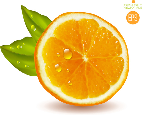 600x485 Juicy Slice Oranges Vector Set Free Vector In Encapsulated