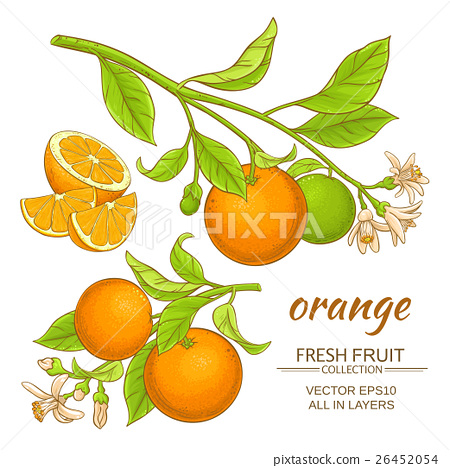 450x468 Orange Vector Set