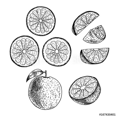 500x500 Hand Drawn Set Of Orange Vector Sketch