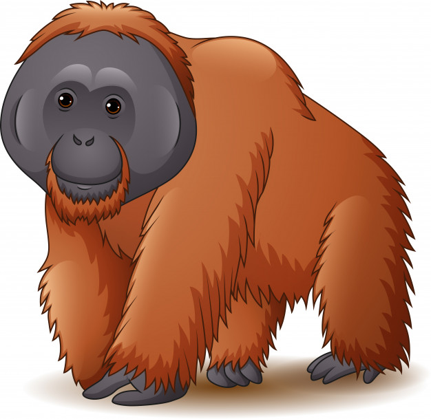 626x609 Illustration Of Orangutan Isolated On White Background Vector