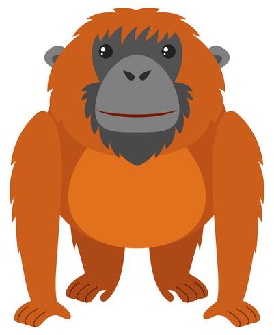 401x490 Orangutan With Brown Fur