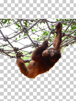 310x411 Vector Orangutan Png Images, Vector Orangutan Clipart Free Download