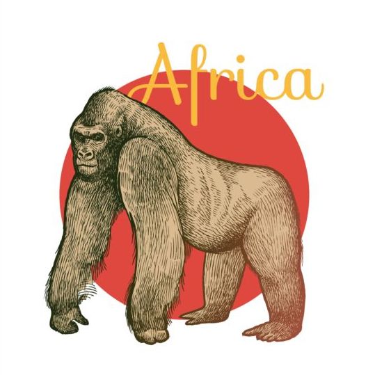 539x539 Africa Orangutan Vector Free Download