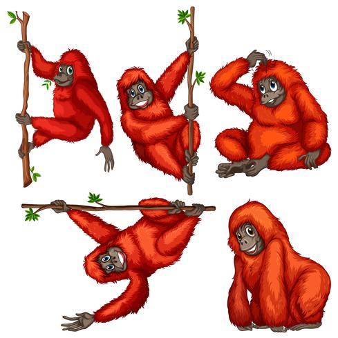 489x490 Orangutan