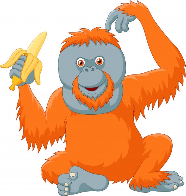 626x658 Orangutan Vectors, Photos And Free Download