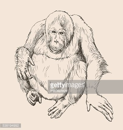 405x427 Vector Illustration Of Orangutan Premium Clipart