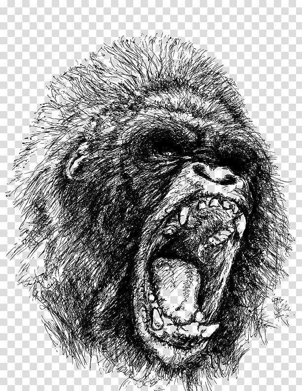 612x792 Western Gorilla Ape Drawing Orangutan, Orangutan Transparent