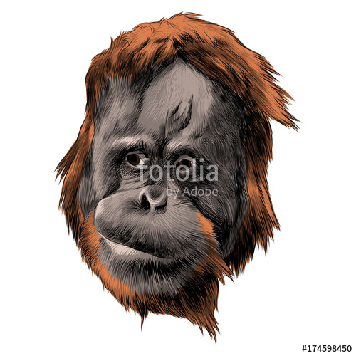 500x500 Orangutan Monkey Sketch Vector Graphics Head Colored Drawing