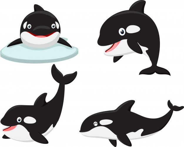 626x500 Orca Vector Vectors, Photos And Free Download
