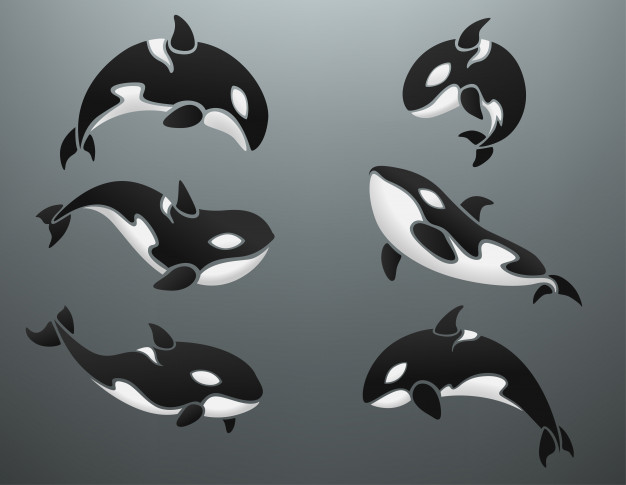 626x485 Orca Vectors, Photos And Free Download